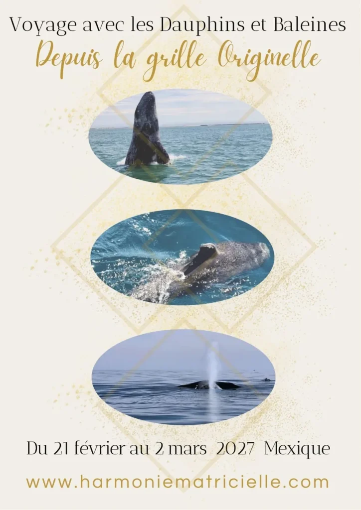 Voyage avec les dauphins et les baleines au Mexique, du 21 février au 2 mars 2027
